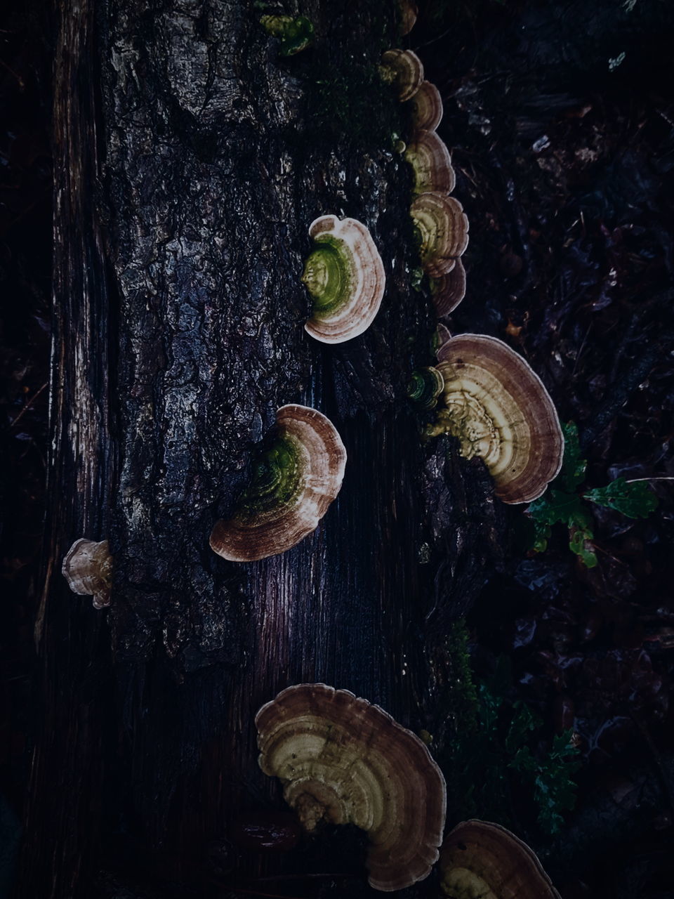 CLOSE-UP OF SNAIL ON TREE