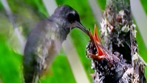 Close-up of butterfly on tree