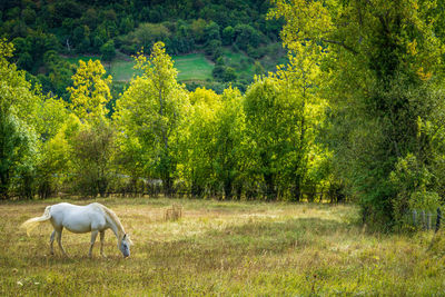 Horse standing on field