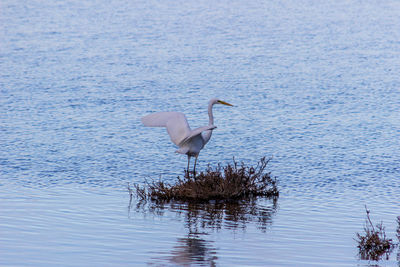 Bird in a lake