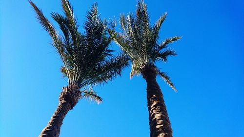 Low angle view of trees against clear blue sky