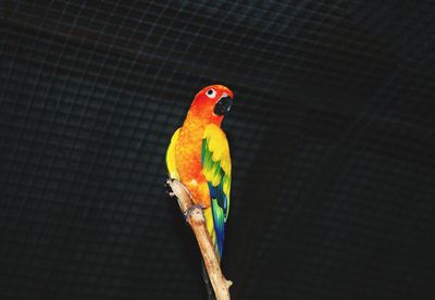 Close-up of parrot perching