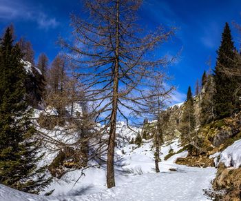 Snow covered pine trees in forest against sky