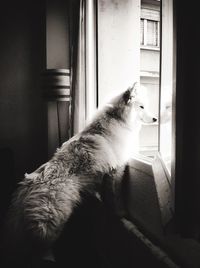 Cat looking away