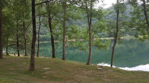 Scenic view of lake amidst trees in forest