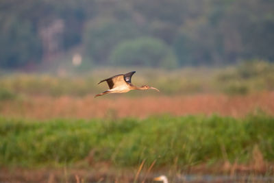 Bird flying in a field