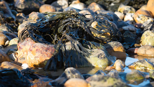 Close-up of pebbles