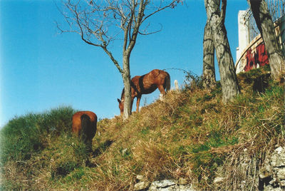 Horse on tree against clear sky