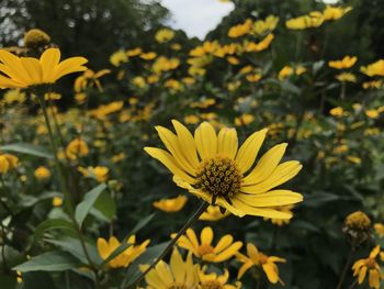 Close-up of yellow flowering plant on field