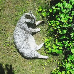 High angle view of cat on grass