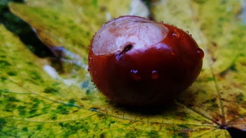 Close-up of strawberry on plant