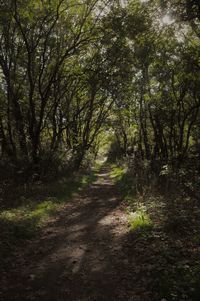 Dirt road amidst trees in forest