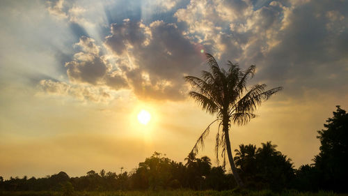 Silhouette palm trees against sky during sunset