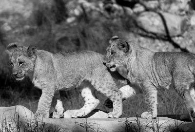 View of two cats on beach