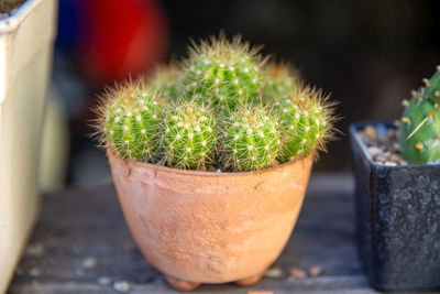 succulent plant
