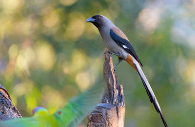 bird