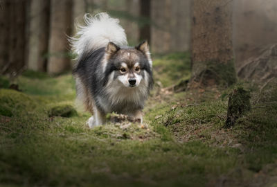 Portrait of dog on grassy field