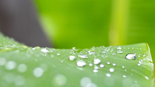 Close-up of water drops on leaves