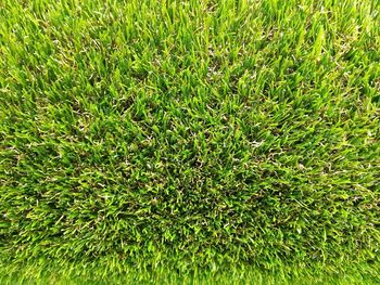 Full frame shot of grass on field