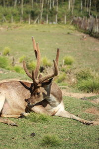 Deer in a field