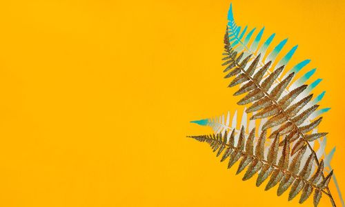 Abstract fern leaves and shadow on orange yellow background