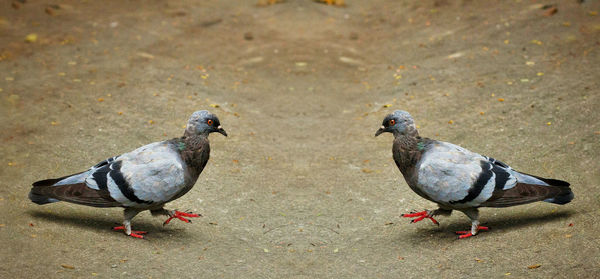 High angle view of pigeons perching on ground