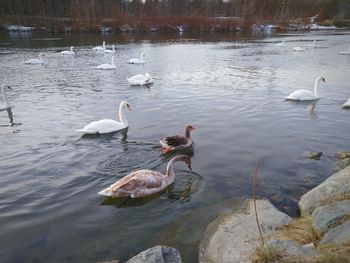 Swans swimming in lake