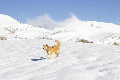 Cream colored border collie cross dog in the snow