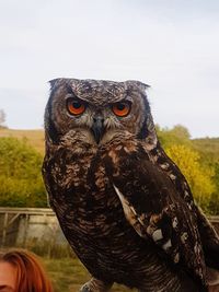 Close-up portrait of owl in field