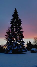 Trees on snow covered field against sky during sunset