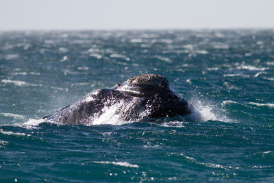 View of turtle swimming in sea