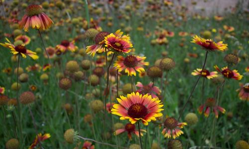 Close-up of black-eyed field