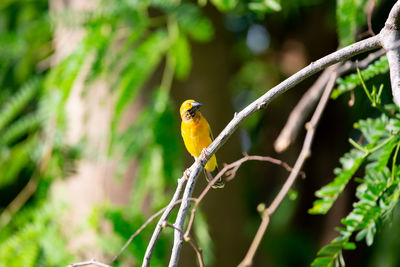 Close-up of bird perching on plant