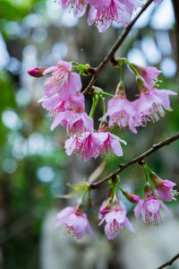 Close-up of pink cherry blossoms in spring