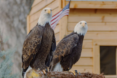 Close-up of birds perching on wood