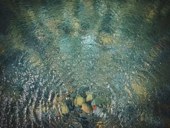 High angle view of jellyfish swimming in water