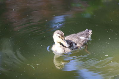 Baby duck swimming in a lake