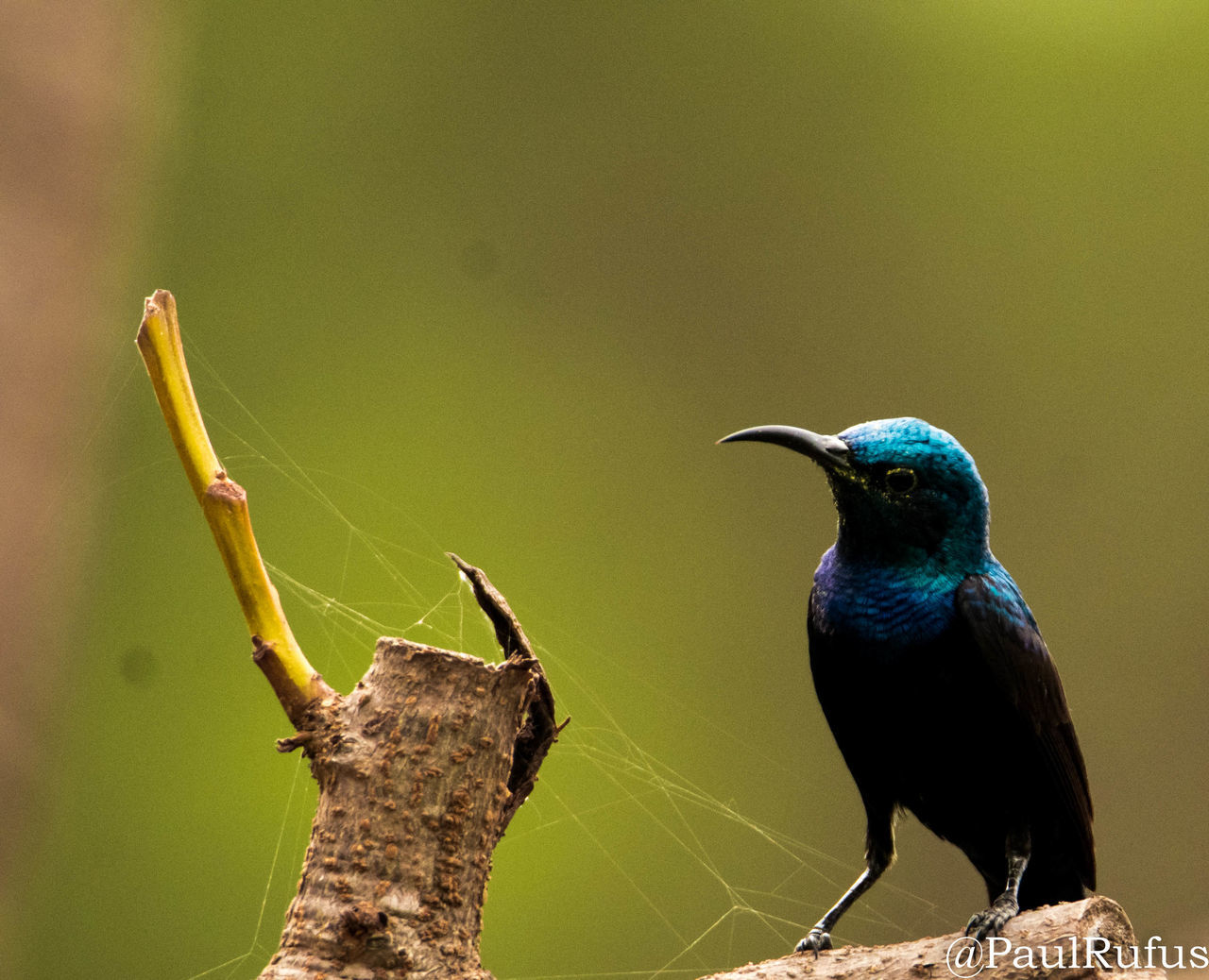 BIRD PERCHING ON TREE