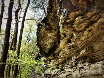 Rocks in forest