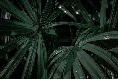 Full frame shot of palm leaf