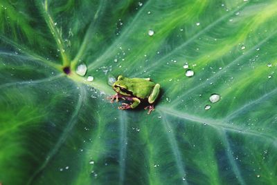 Close-up of insect on wet leaves