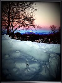 Bare trees on snow covered landscape