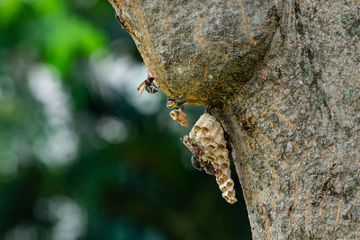 Close-up of bee on tree trunk