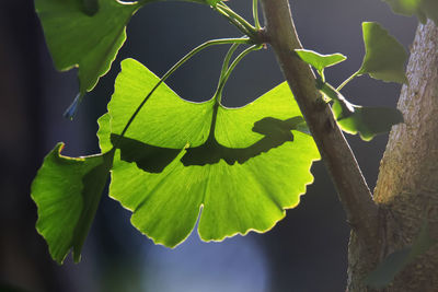 Close-up of green leaves