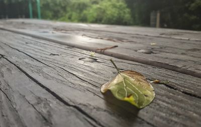 Close-up of lizard on table