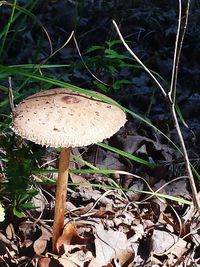 Close-up of mushroom growing on field