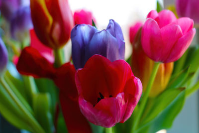 Close-up of pink tulips