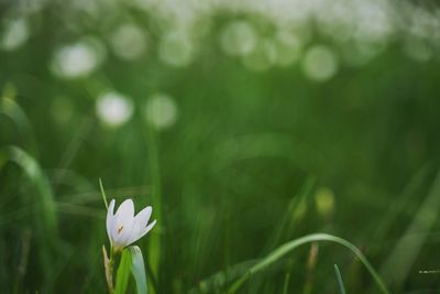 Close-up of white flowering plant on field