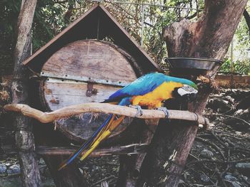 Close-up of blue perching on tree trunk in forest