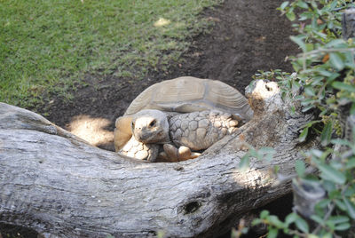 Big turtle climbing up a big log. colors of nature